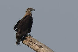 Pallas's Fish Eagle