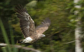 Lesser Fish Eagle