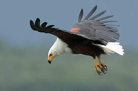 African Fish Eagle