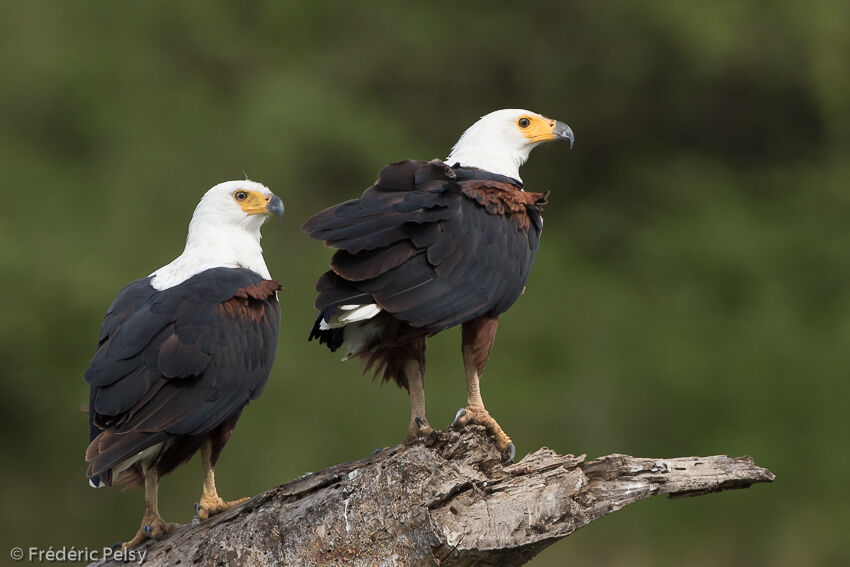 African Fish Eagle 