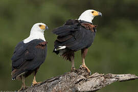 African Fish Eagle