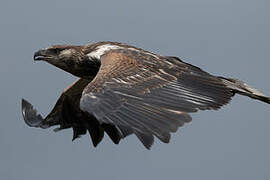 African Fish Eagle