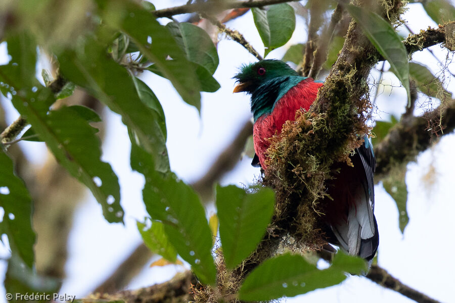 Crested Quetzal