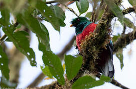 Crested Quetzal