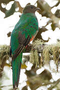 White-tipped Quetzal