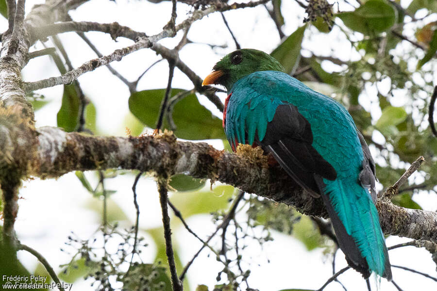 Quetzal doré mâle adulte, habitat, pigmentation