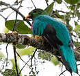 Quetzal doré