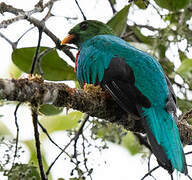 Golden-headed Quetzal