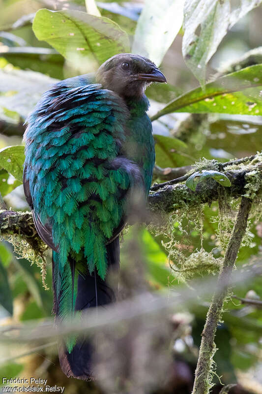 Quetzal doré femelle adulte, portrait