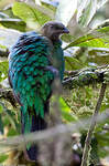 Quetzal doré