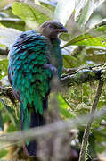 Golden-headed Quetzal