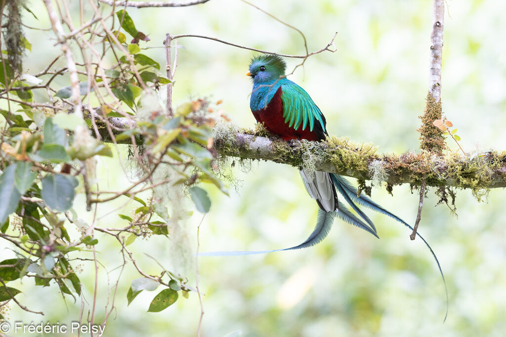 Quetzal resplendissant mâle