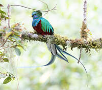 Quetzal resplendissant