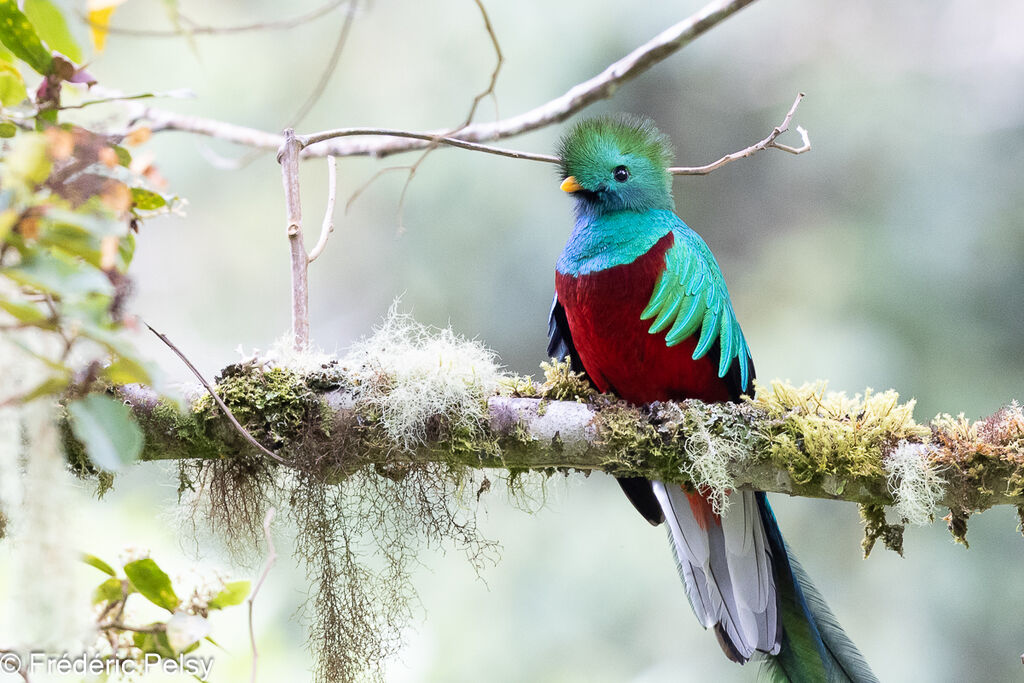 Quetzal resplendissant mâle