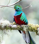 Quetzal resplendissant