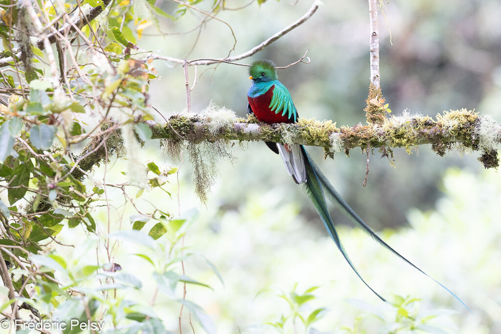 Resplendent Quetzal male