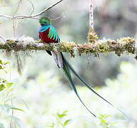 Resplendent Quetzal