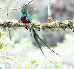 Quetzal resplendissant