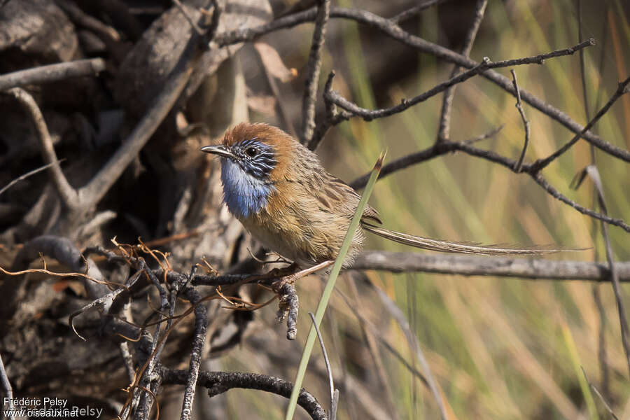 Mallee Emu-wren male