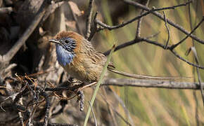 Queue-de-gaze du mallee