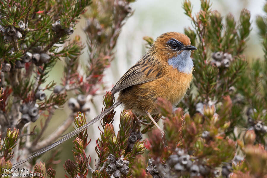 Southern Emu-wren male adult