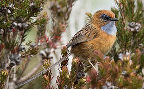 Southern Emu-wren