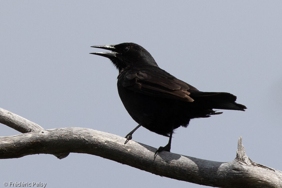 Austral Blackbird