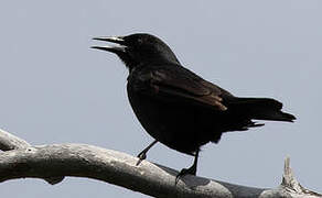 Austral Blackbird