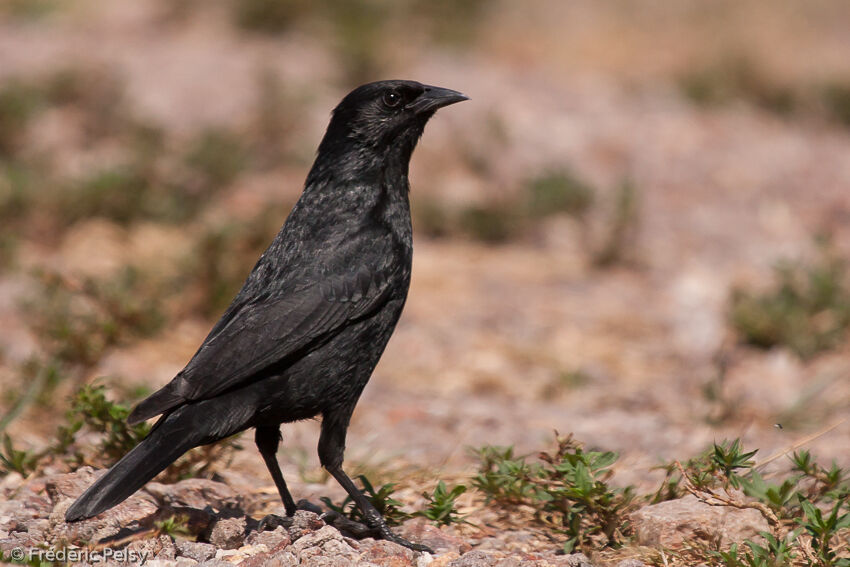 Chopi Blackbird