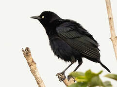 Carib Grackle