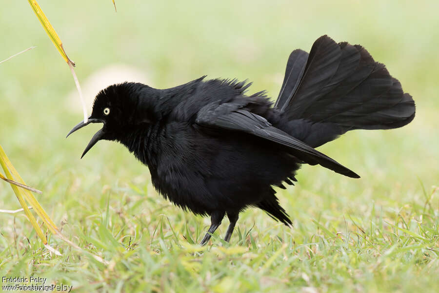 Greater Antillean Grackle female adult, pigmentation, courting display, Behaviour