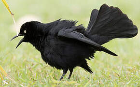 Greater Antillean Grackle