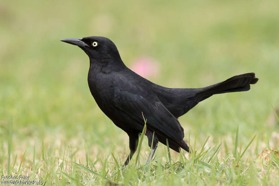 Greater Antillean Grackle female adult, identification