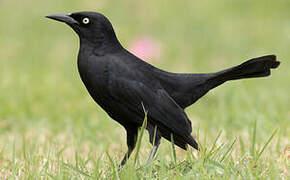 Greater Antillean Grackle