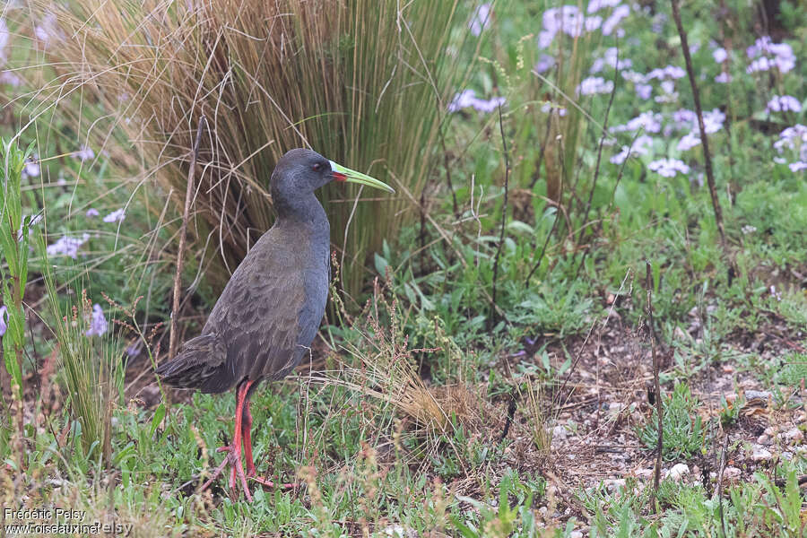 Râle à bec ensanglantéadulte, identification