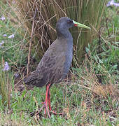 Plumbeous Rail