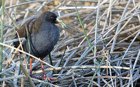 Plumbeous Rail