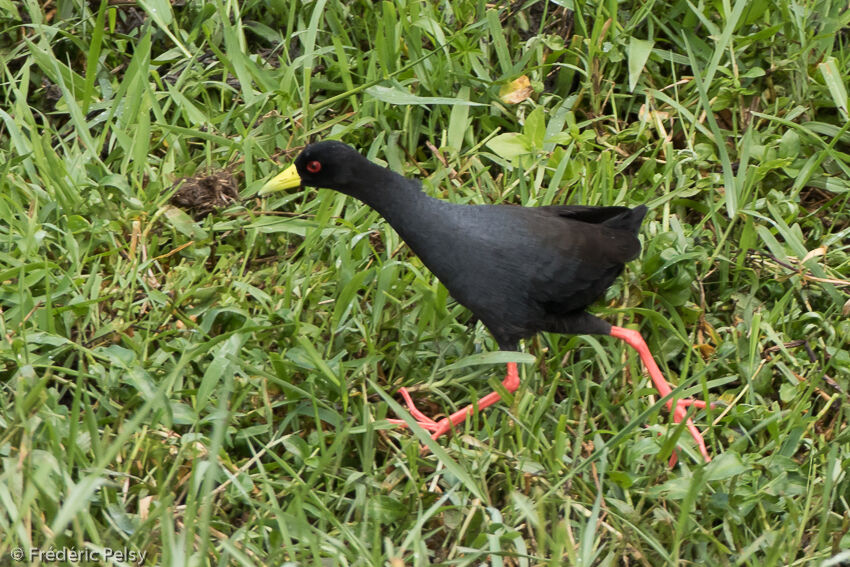 Black Crake