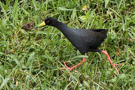 Black Crake