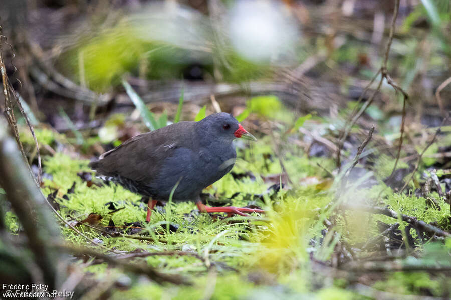 Paint-billed Crakeadult, habitat, pigmentation