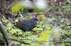 Paint-billed Crake