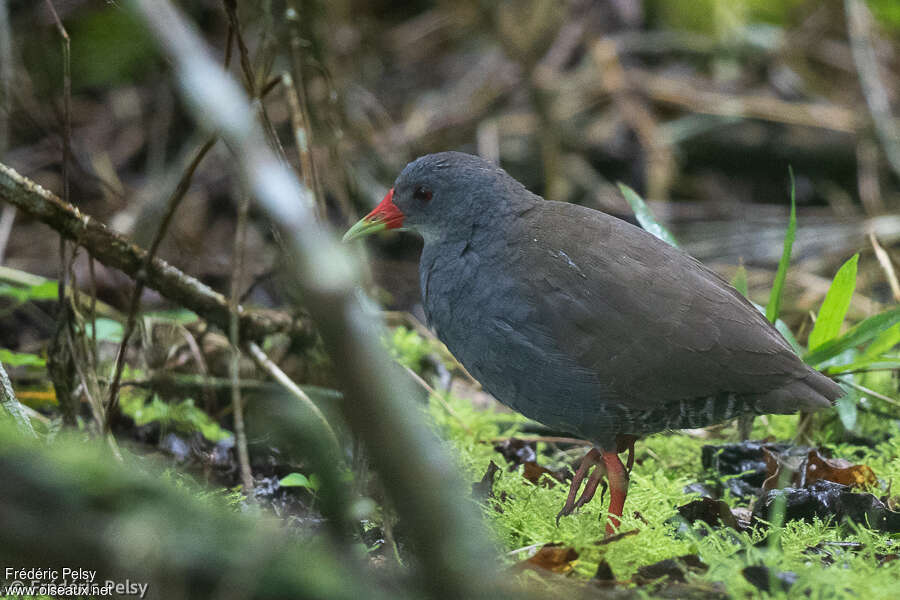 Paint-billed Crakeadult, identification