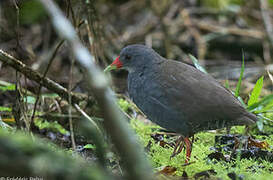 Paint-billed Crake