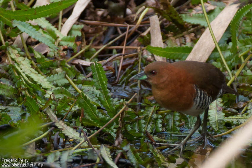 White-throated Crakeadult, close-up portrait