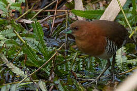 White-throated Crake