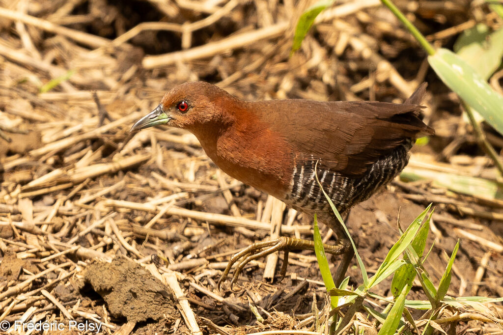 White-throated Crake