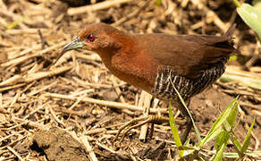 White-throated Crake