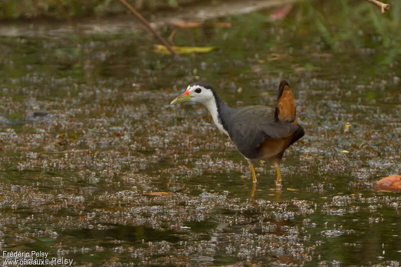 White-breasted Waterhenadult, habitat, pigmentation