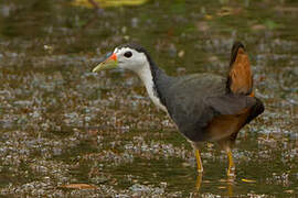 White-breasted Waterhen