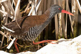 African Rail